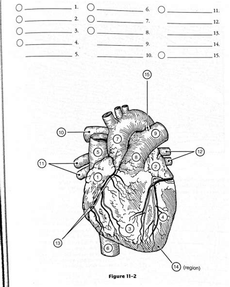 Figure 11 2 Is An Anterior View Of The Heart Identify Each Quizlet