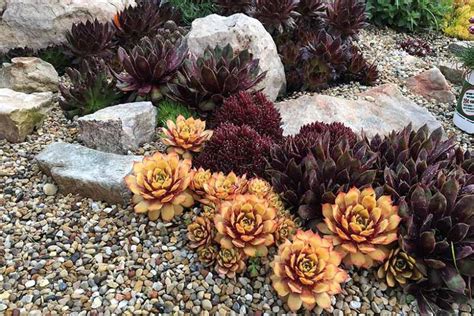 Sempervivum Chick Charms Gold Nugget Hens And Chicks Sempervivum