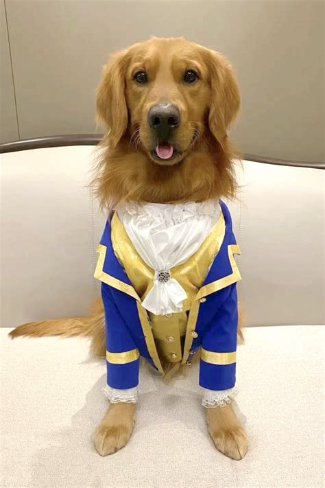 25 Halloween Costumes For Golden Retrievers And Labs Too Hey