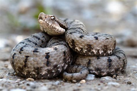 Asp Vipera Aspis Is The Most Common Poisonous Snake In Italy