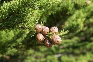 Cypr S De Lambert Cupressus Macrocarpa Plantation Soins