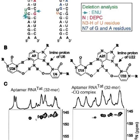 Pdf A Novel Rna Motif That Binds Efficiently And Specifically To The