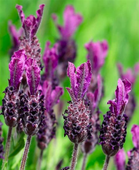 FRENCH LAVENDER: Household Plant Care Tips & A Message for Isabella - Reflections on Lavender ...