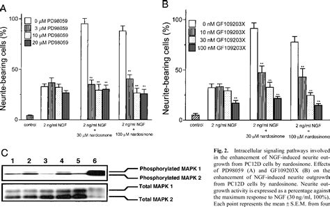 Figure 2 From Nardosinone Enhances Nerve Growth Factor Induced Neurite