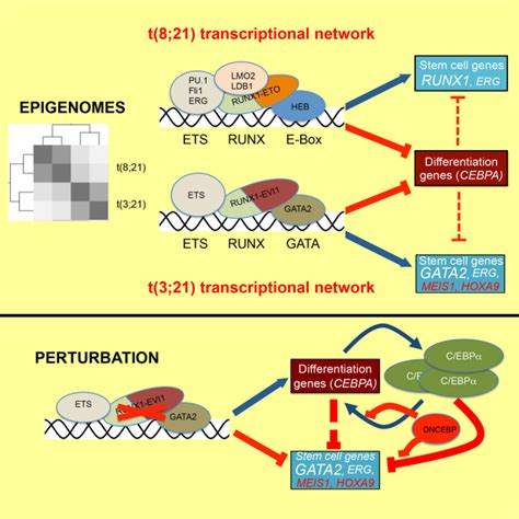 Runx Eto And Runx Evi Differentially Reprogram The Chromatin