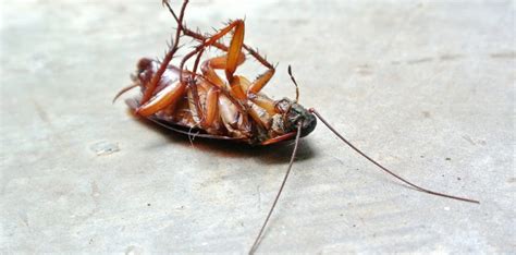 What You Need To Know About Cockroaches Pest Control Tips