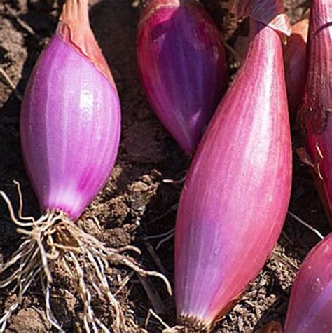50 Long Red Florence Onion Seeds 97 Etsy