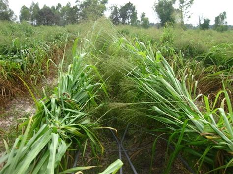 Siambaza Mombasa Grass Panicum Maximum Tropical Seedstropical Seeds