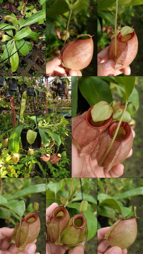 Nepenthes Viking X Ampullaria Exotic Flowers Alpine Plants Variegated