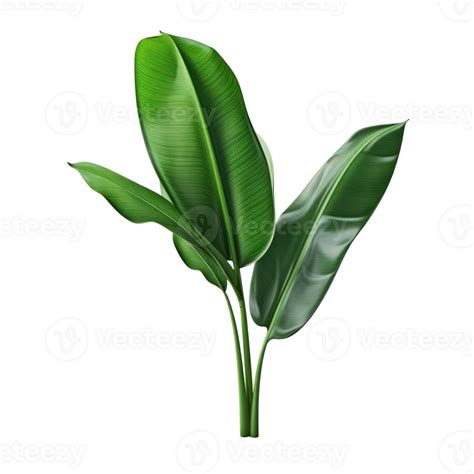 Banana Leaves Isolated 27032789 Png