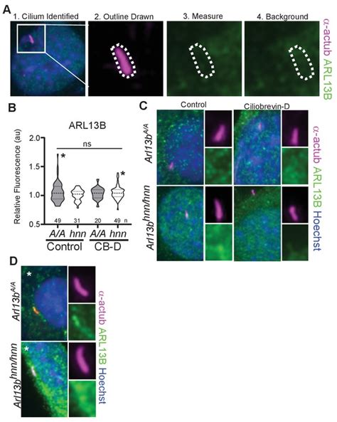 Figures And Data In ARL13B Regulates Sonic Hedgehog Signaling From