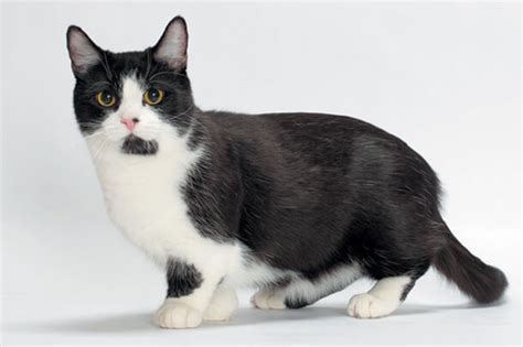 Munchkin Cat Breed Size Appearance Personality