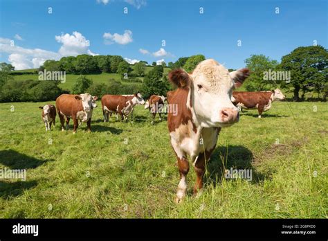 Hereford beef cattle Stock Photo - Alamy