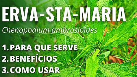 MASTRUZ Ou ERVA DE SANTA MARIA Chenopodium Ambrosioides Para Que