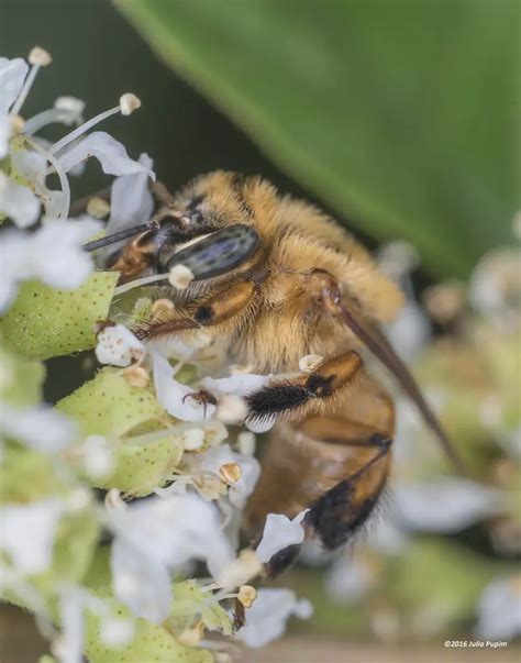 Tipos De Abelhas Sem Ferrão Mundo Ecologia