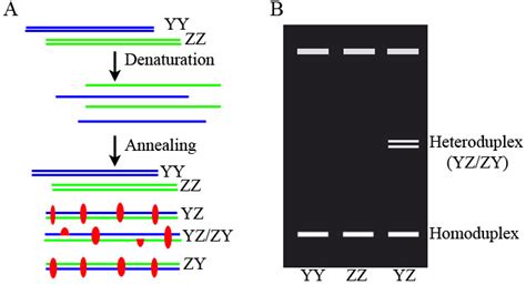 Heteroduplex Mobility Assay Hma A The Hma Reaction B The