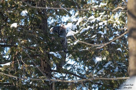 Chouette Lapone Strix Nebulosa Great Gray Owl Deux Petit Flickr