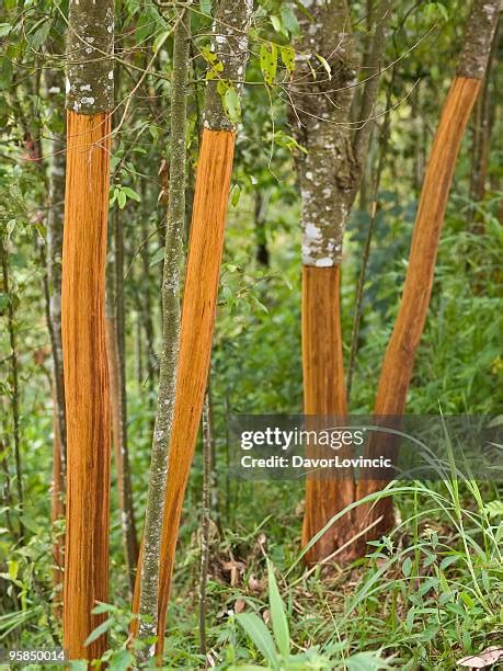 34,518 Cinnamomum Zeylanicum Stock Photos, High-Res Pictures, and ...