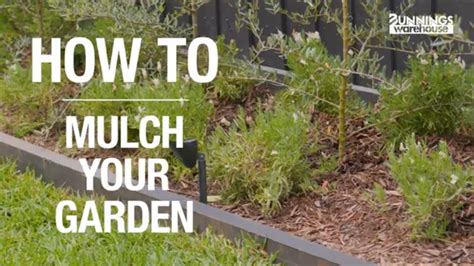 How To Mulch Your Garden A Step By Step Guide From Bunnings Warehouse