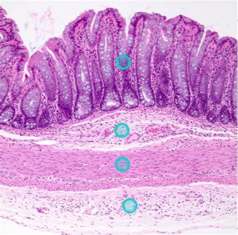 Alimentary Canal Histology Diagram Quizlet