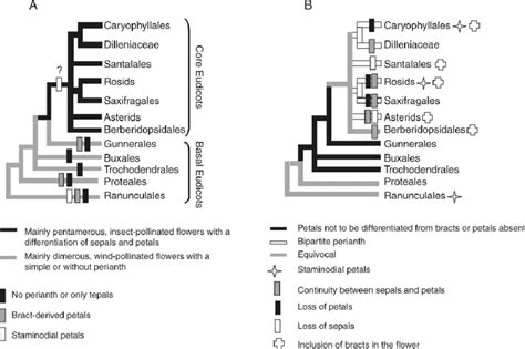 Illustration Of The Phylogenetic Relationship Of The Major Clades Of Download Scientific