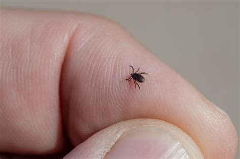 New Tip Sheet Addresses Uptick In Lyme Disease Cases Association Of