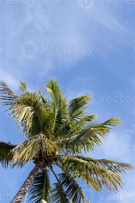 Blue sky and palm tree 22465381 Stock Photo at Vecteezy