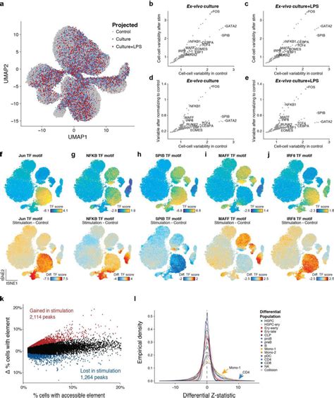 Stimulation Of Human Bone Marrow Derived Cells A Stimulated Bmmc