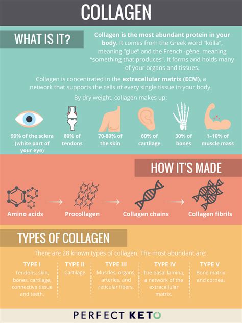 What Is Collagen 11 Science Backed Health Benefits Of This Vital Protein What Is Collagen