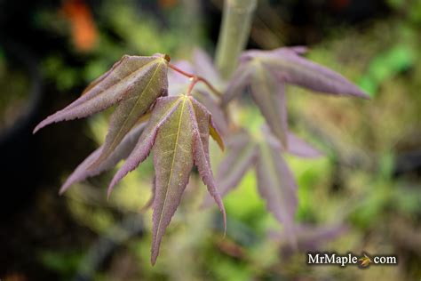 Buy Acer Palmatum Mystic Jewel Japanese Maple — Mr Maple │ Buy