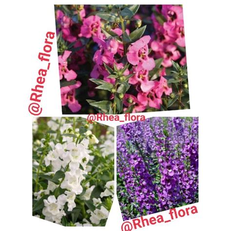 Jual Paket Tanaman Hias Lavender Lavender Unggu Lavender Pink