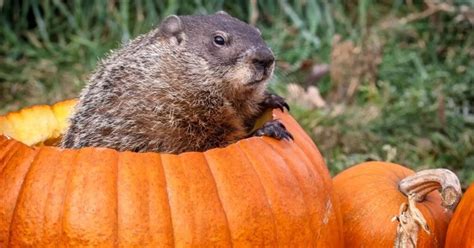 How Much Food Can A Woodchuck Eat Quiz By Tasi
