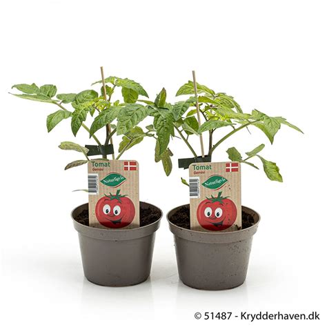 Solanum Lycopersicum Gemini Plant Wholesale FlorAccess