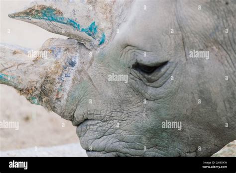 Close Up Photo Of Rhino Big Old Rhinoceros Stock Photo Alamy
