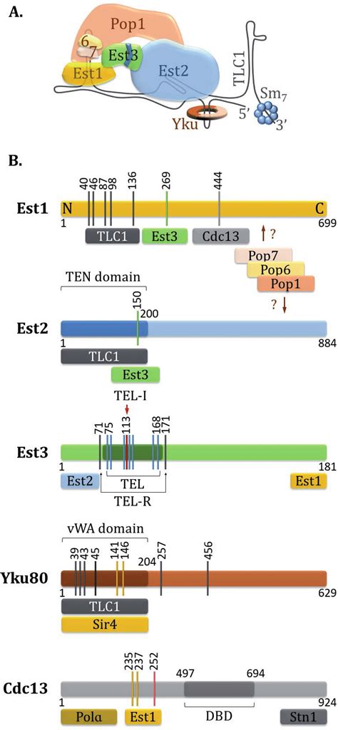 Telomerase Composition And Interactions Between Telomerase Components