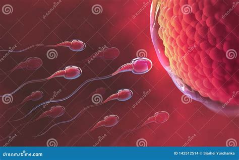 Fertilization Penetration Sperm Cell Of The Egg Vector Illustration