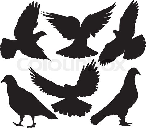 Pigeon Stock Vector Colourbox