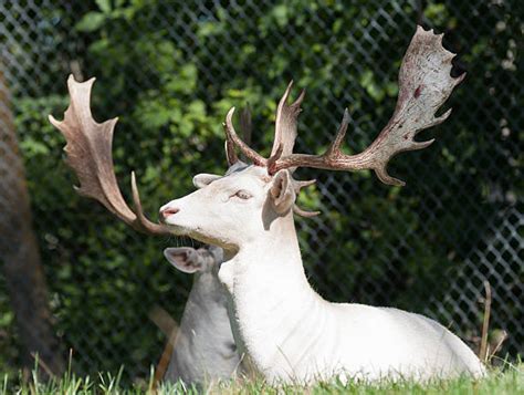 50 Albino Deer White Fallow Deer Stock Photos Pictures And Royalty Free