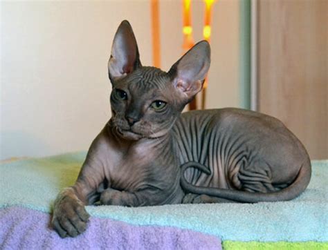 Donskoy: Cat Breed Information & Characteristics | Pet Reader