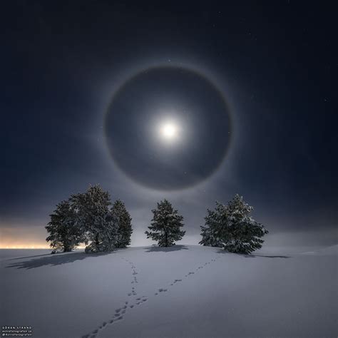 Lunar Halo over Snowy Trees