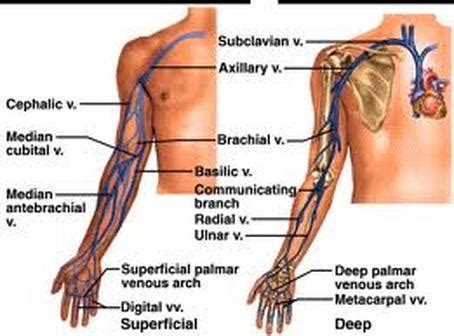 Upper Extremity Vasculature