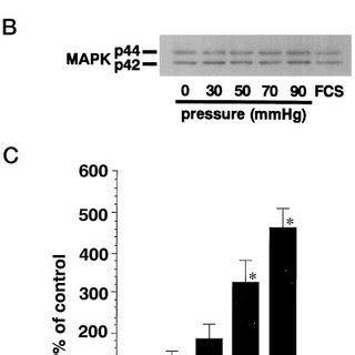 Effect Of Various Inhibitors On Pressure Induced MAPK Phosphorylation