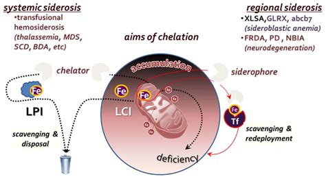 Iron chelating agents; Iron Chelates