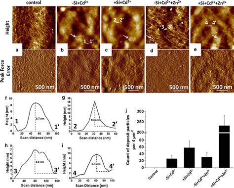 Atomic Force Microscopy Afm Showing Cell Surface Topography And