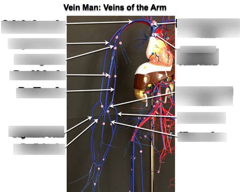 Veins Of The Arm Diagram Quizlet