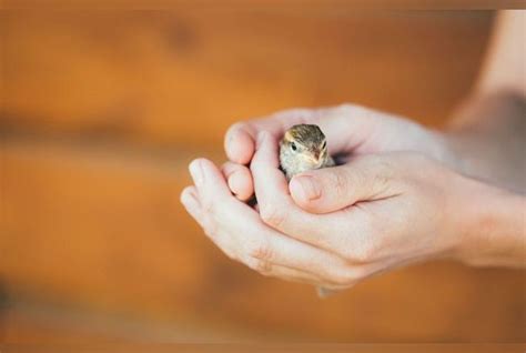 Oiseau Bless Oisillon Tomb Du Nid Les Bons Gestes Adopter