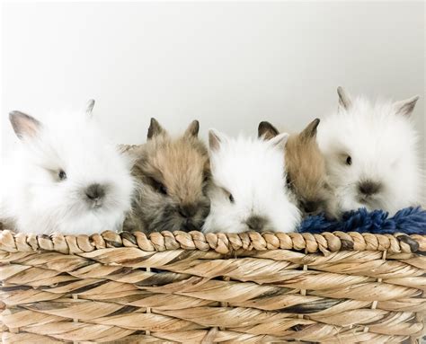 Lionhead rabbits: All about the breed of lionheads