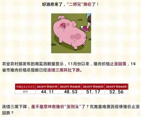 國家統計局：11月中旬生豬價格環比跌135！貴州肉價每斤降5 8元 每日頭條