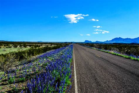 620+ Big Bend National Park Flowers Stock Photos, Pictures & Royalty-Free Images - iStock