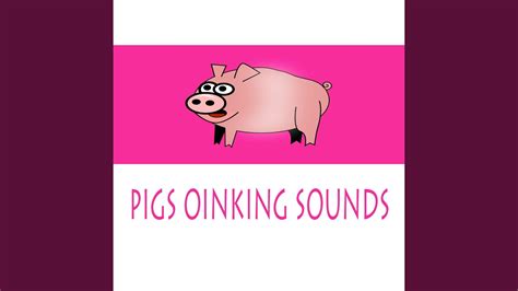 Pigs Oinking Sounds Youtube